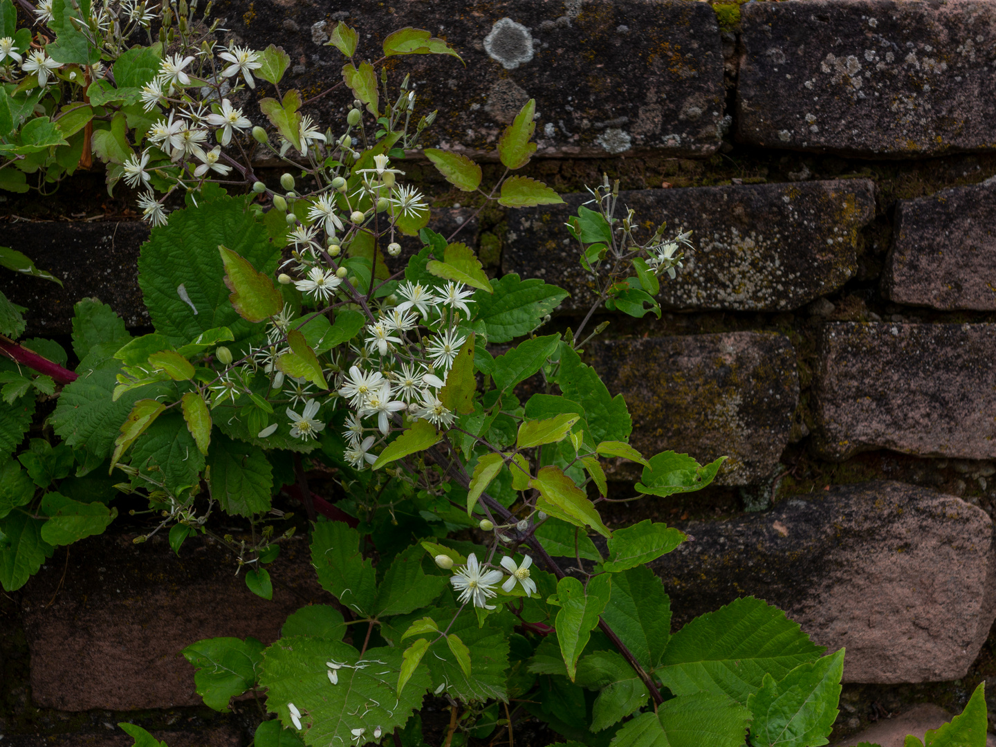 Als Mauerblümchen