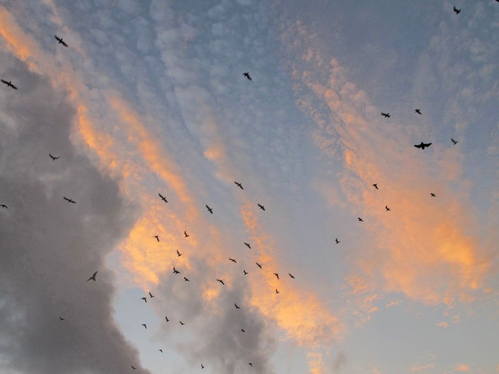 Als mir auf der Fledermausjagd ... / Quando a caccia ai pipistrelli ...