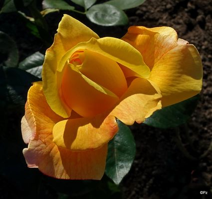 Als Mittwochsblümchen ausgesucht: Gartenrose ...