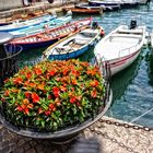 Als Mittwochsblümchen  - Blumenpracht aus Limone sul Garda in Italien