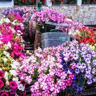 Als Mittwochsblümchen - Blumenpracht  in Italien