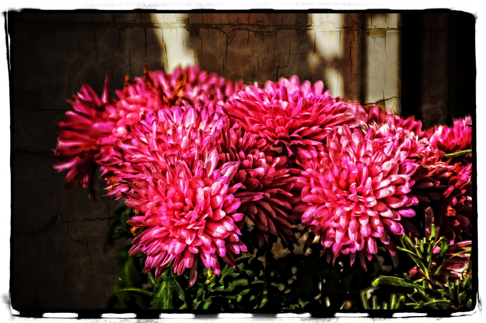 Als Mittwochsblümchen Chrysanthemen