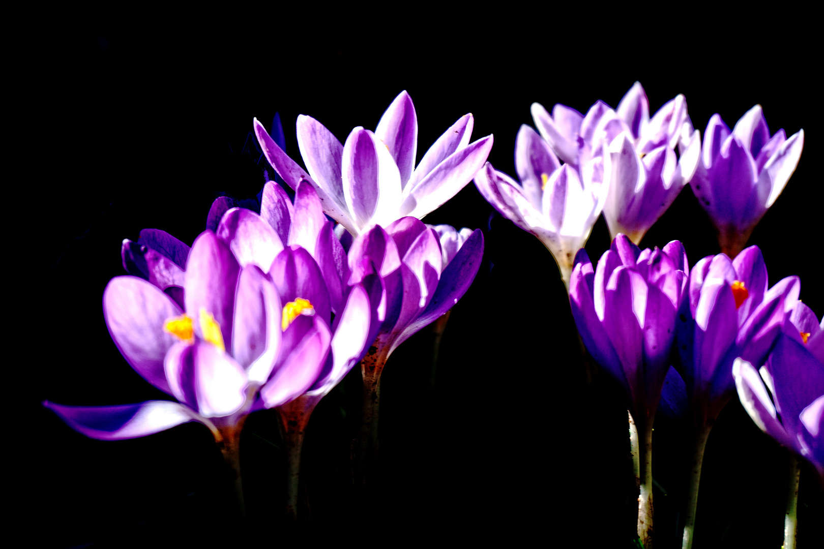 Als Mittwochsblümchen - Collage 12 mit Krokussen als Frühlingsboten