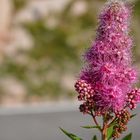 Als Mittwochsblümchen - Ein Gruß aus den Dolomiten