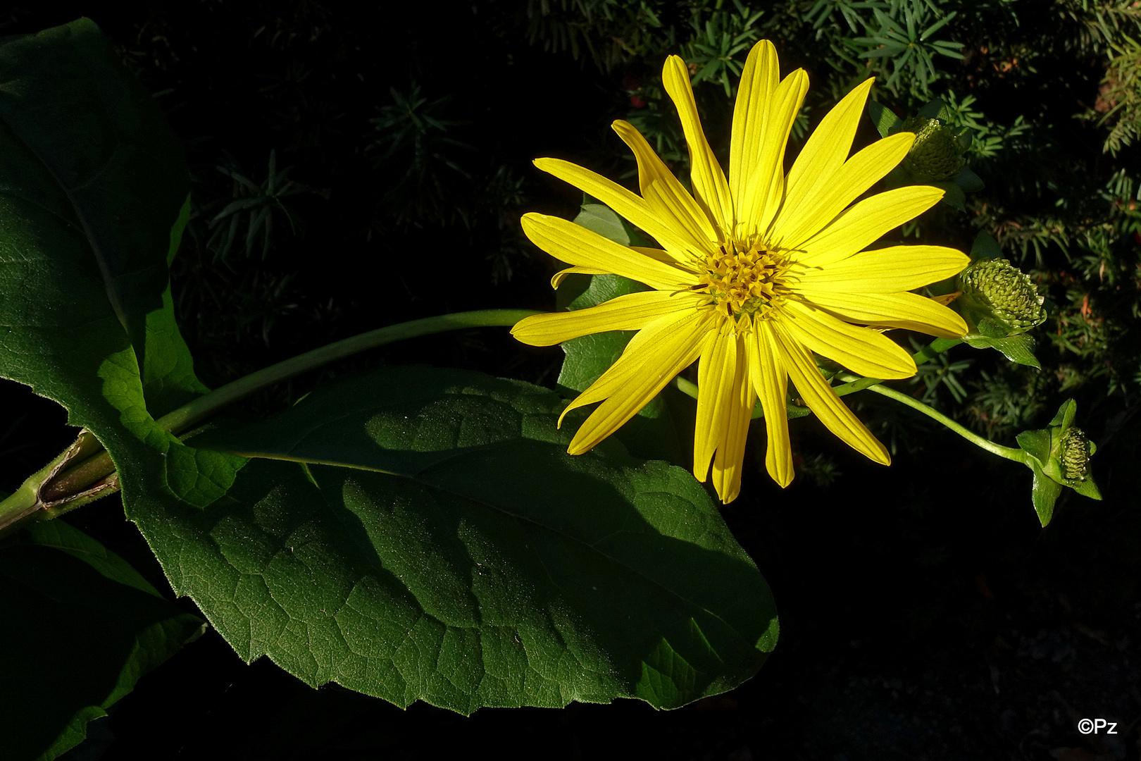 Als Mittwochsblümchen: Eine Topinambur-Blüte (?) ...