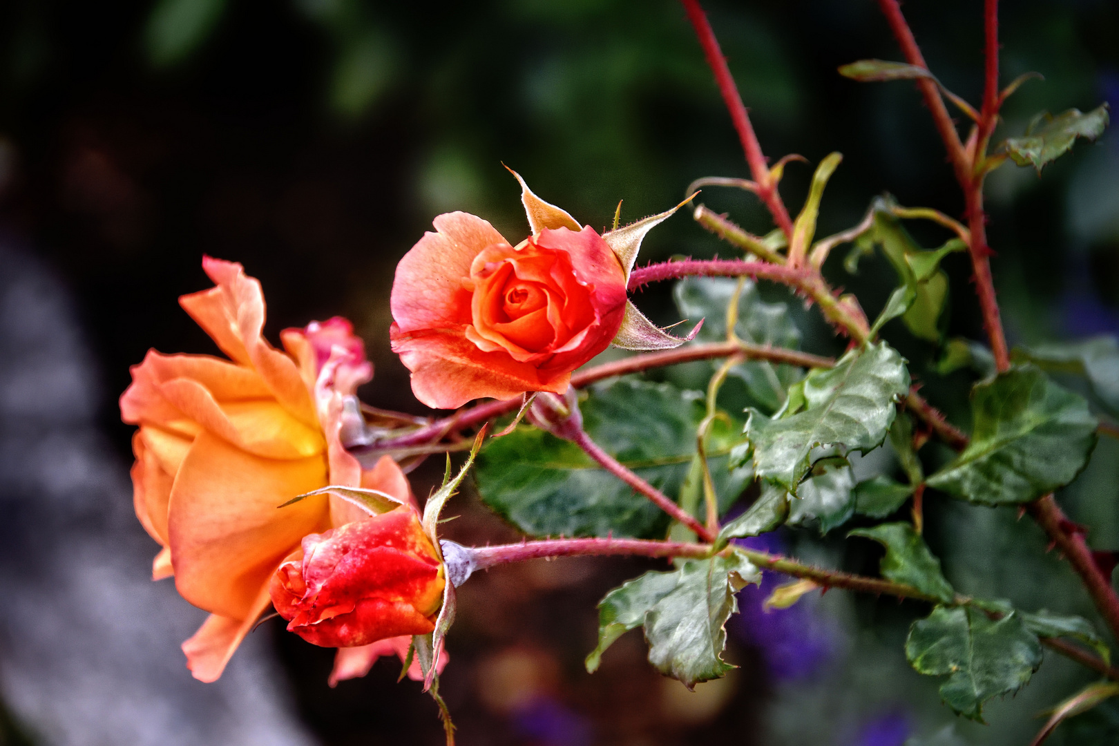 Als Mittwochsblümchen feurige Rosen