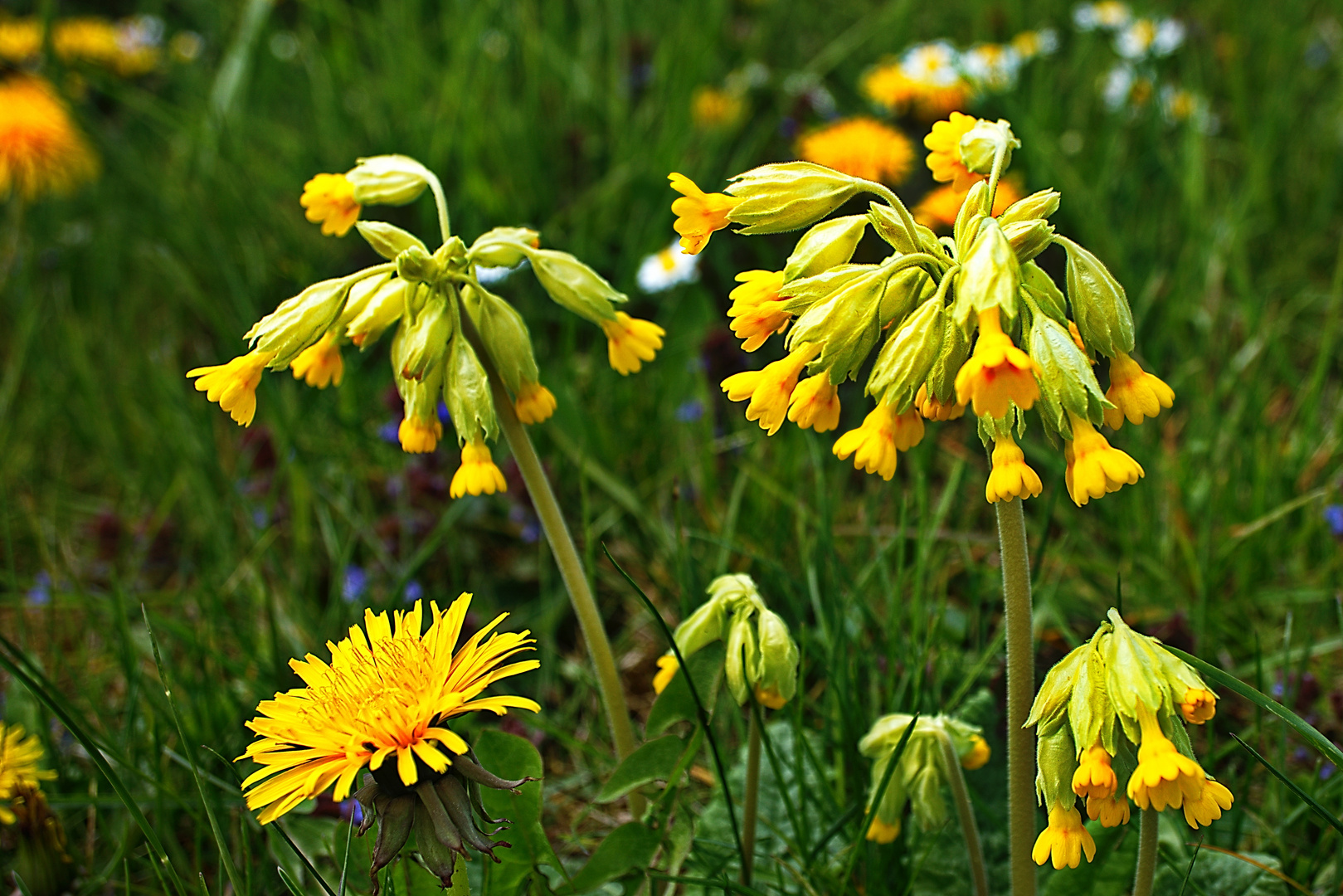 Als Mittwochsblümchen - Gelbe Schlüssekblumen