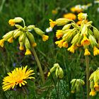 Als Mittwochsblümchen - Gelbe Schlüssekblumen