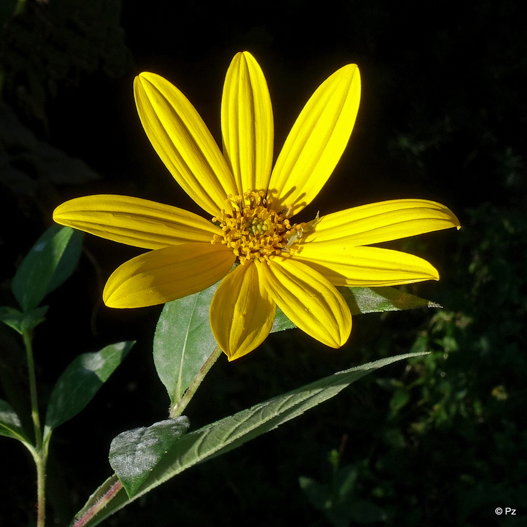 Als Mittwochsblümchen: Gewöhnlicher Sonnenhut(?) ...