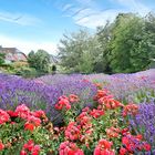 Als Mittwochsblümchen heute rote Rosen im Lavendel