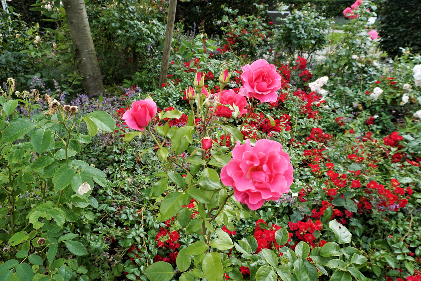 Als Mittwochsblümchen Rosen aus Ostfriesland