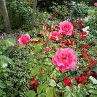 Als Mittwochsblümchen Rosen aus Ostfriesland