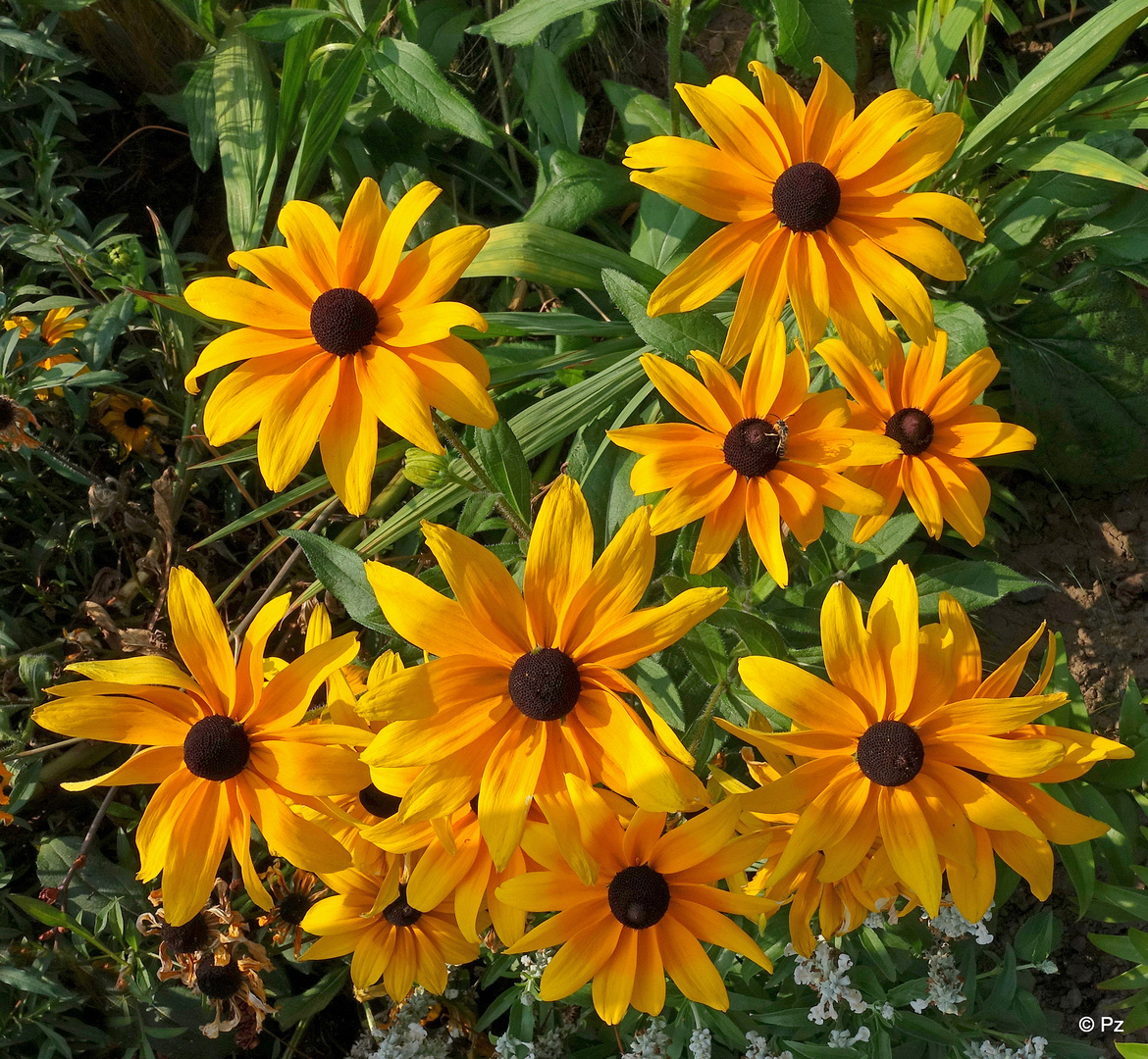 Als Mittwochsblümchen: Schwarzäugige Rudbeckie ...