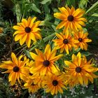 Als Mittwochsblümchen: Schwarzäugige Rudbeckie ...