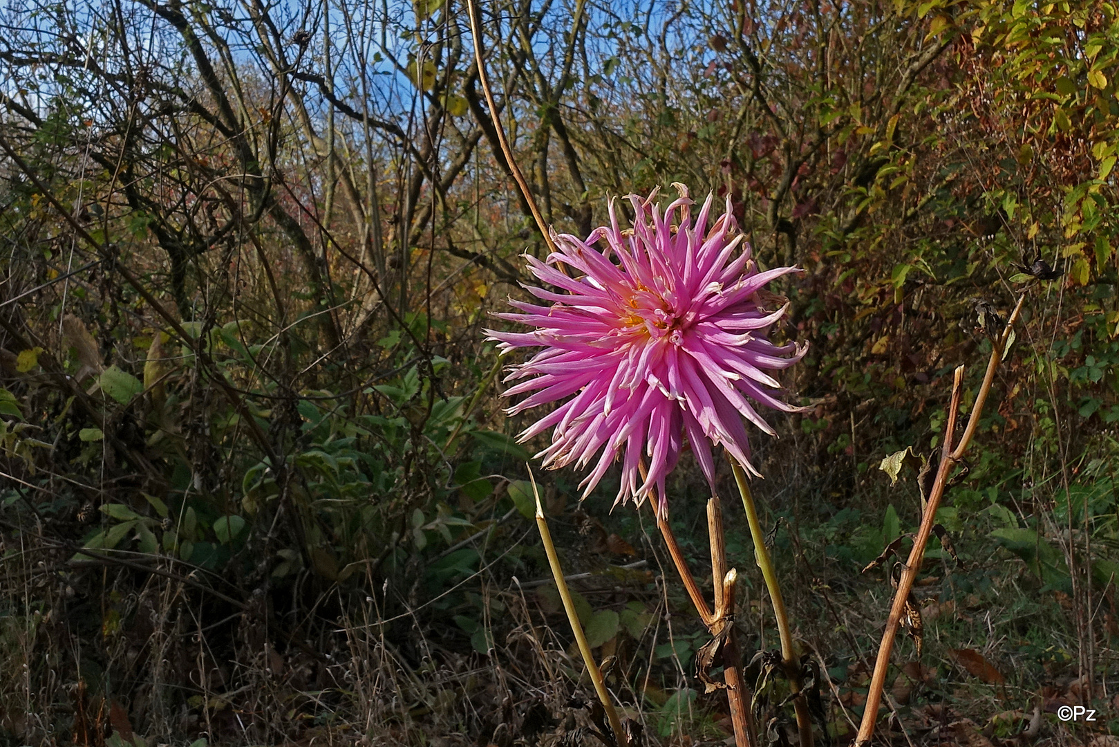 Als Mittwochsblümchen: Verblühende Herbstdahlie ...