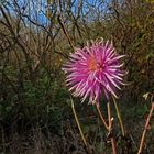 Als Mittwochsblümchen: Verblühende Herbstdahlie ...