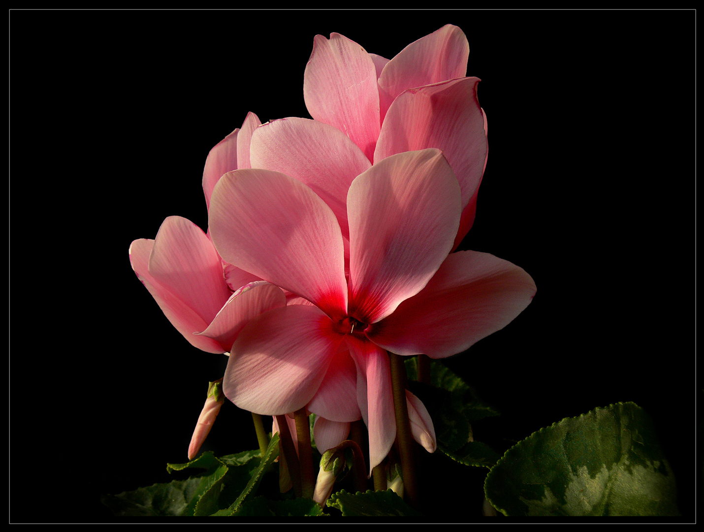 als Mittwochsblümchen  vom 04.12.2019 grüßt das Alpenveilchen (Cyclamen persicum)