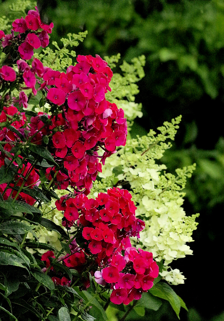 Als Mittwochsblümchen was aus dem Garten. :-)