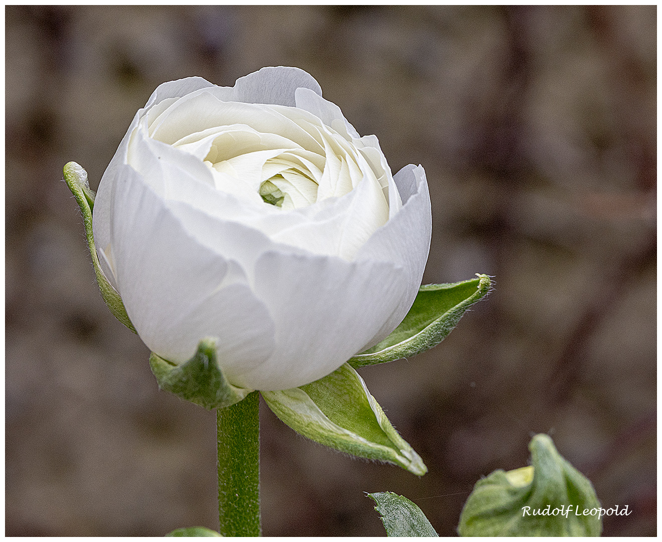 Als Mittwochsblume eine weiße Ranunkel