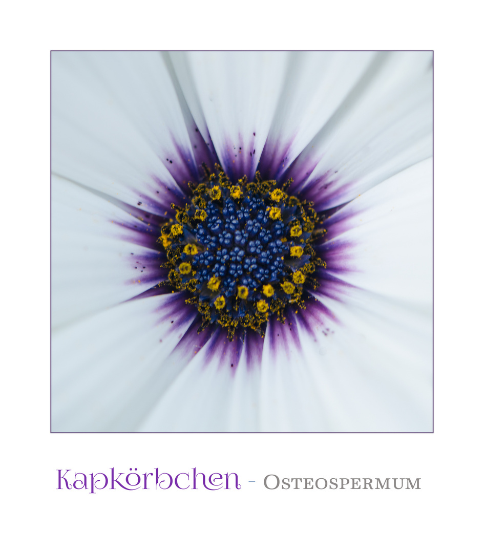 Als MiWoBlü ein Kapkörbchen (Osteospermum), . . .