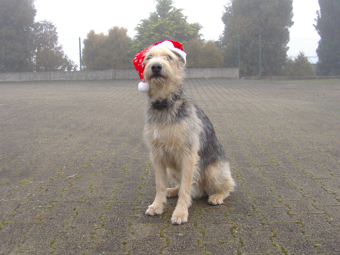 als Nikolaus getarnt