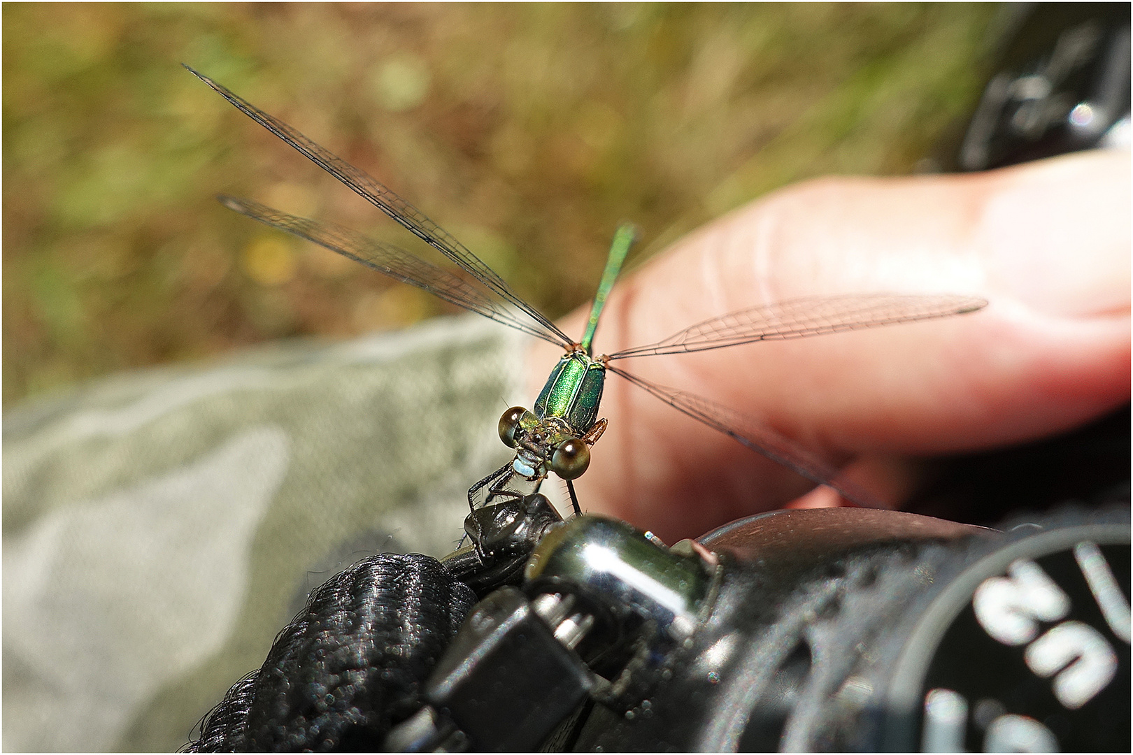 Als Nikon-Fan outete sich die Kleine Binsenjungfer (Lestes virens) . . .