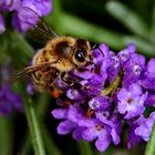 als noch der Lavendel blühte