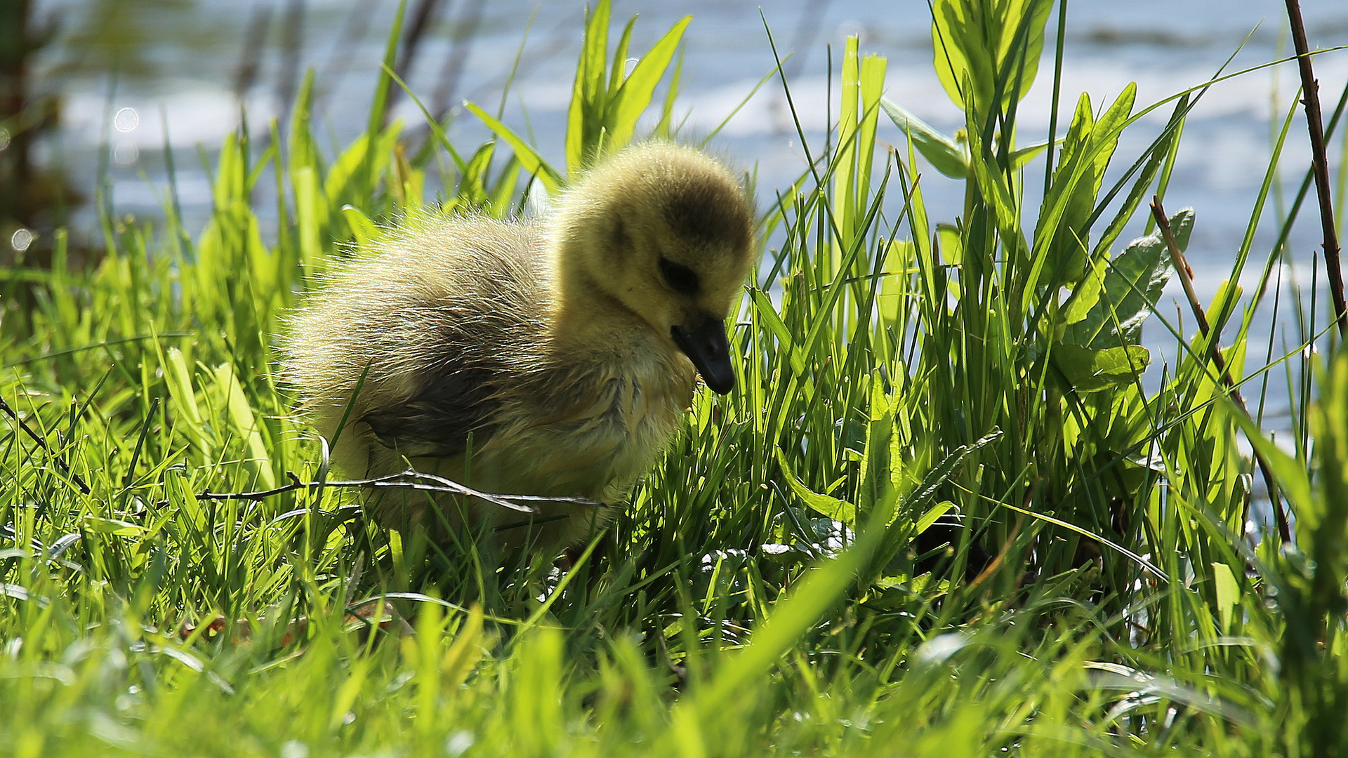 Als noch Frühling war. 