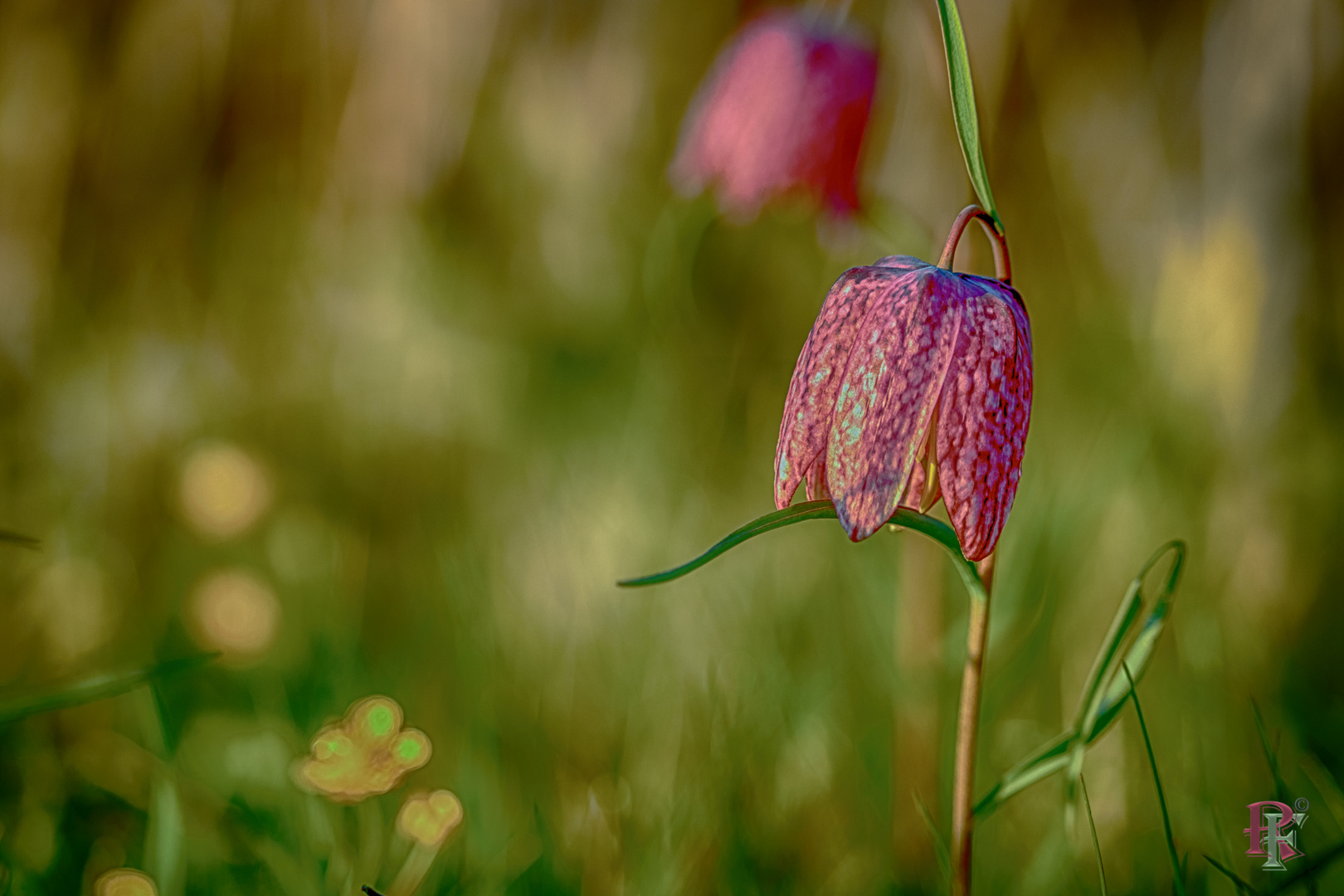 Als noch Frühling war