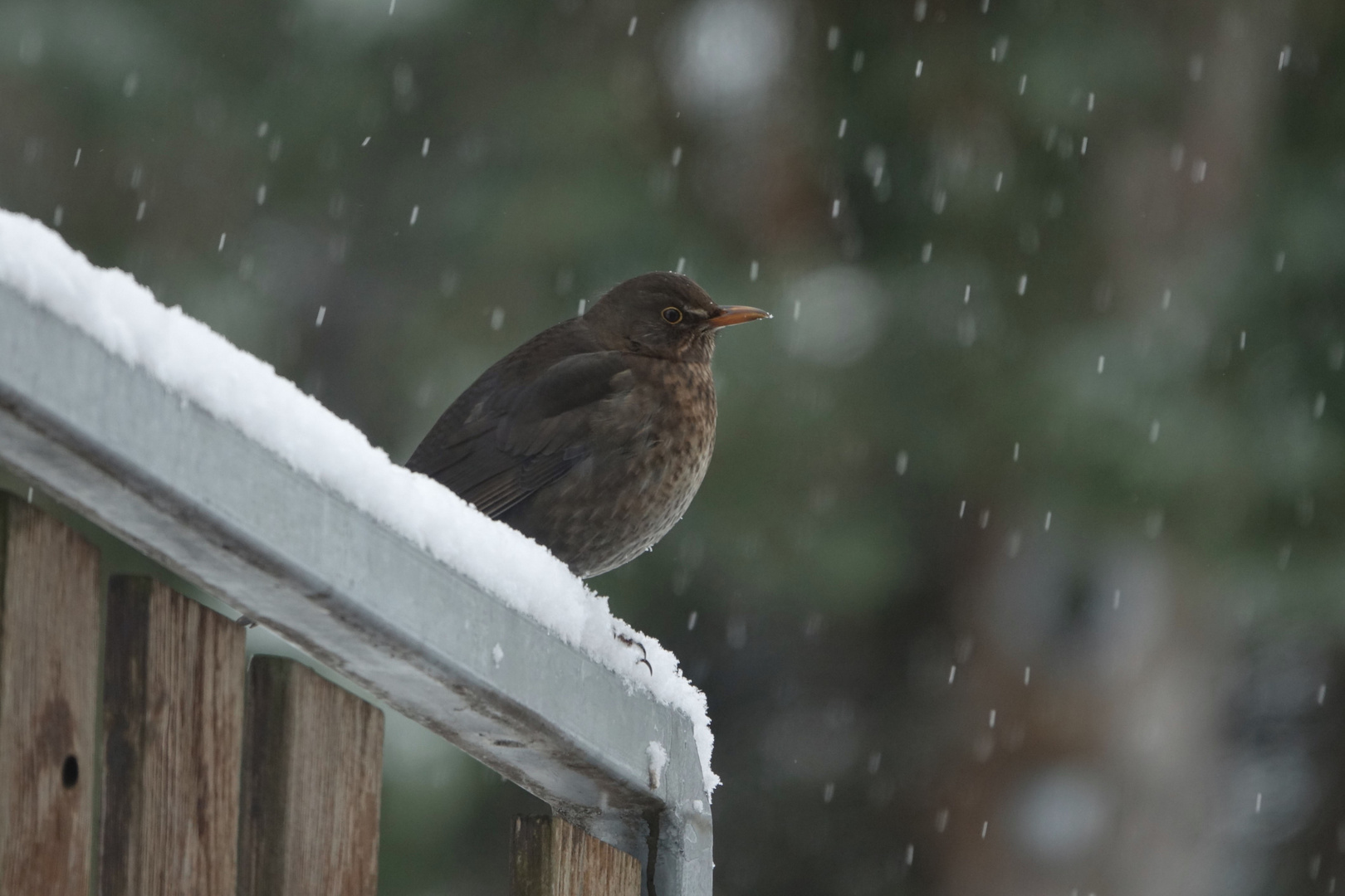 als noch Schnee lag