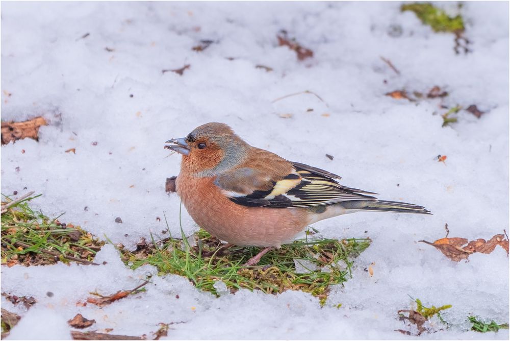 als noch Schnee lag....