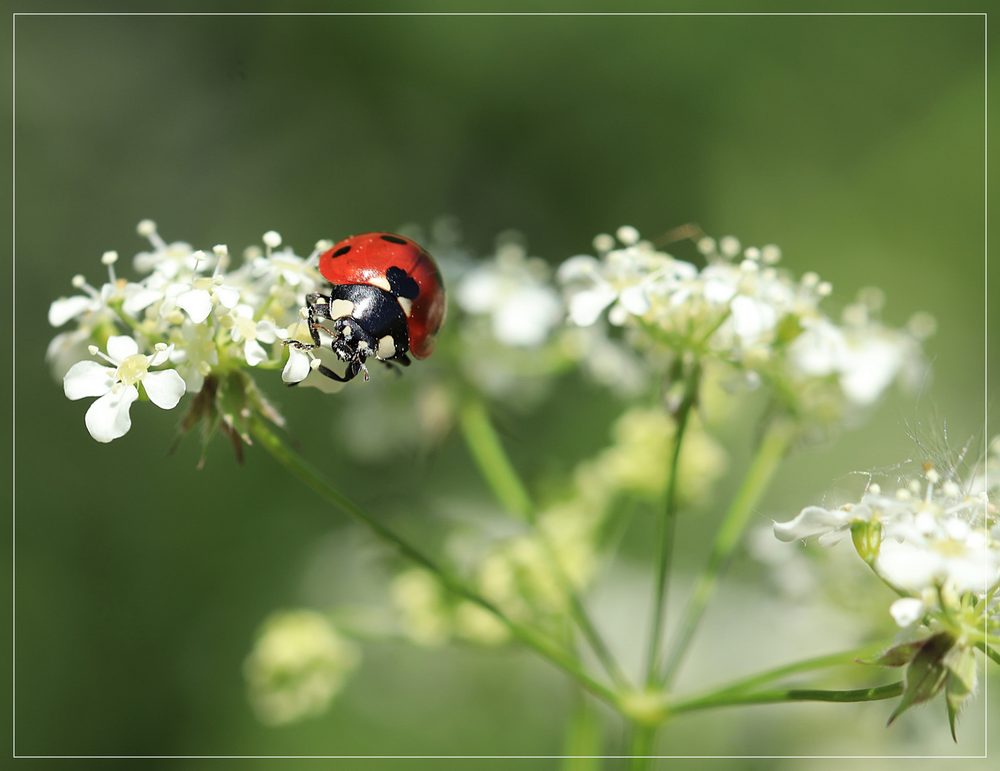 Als noch Sommer war