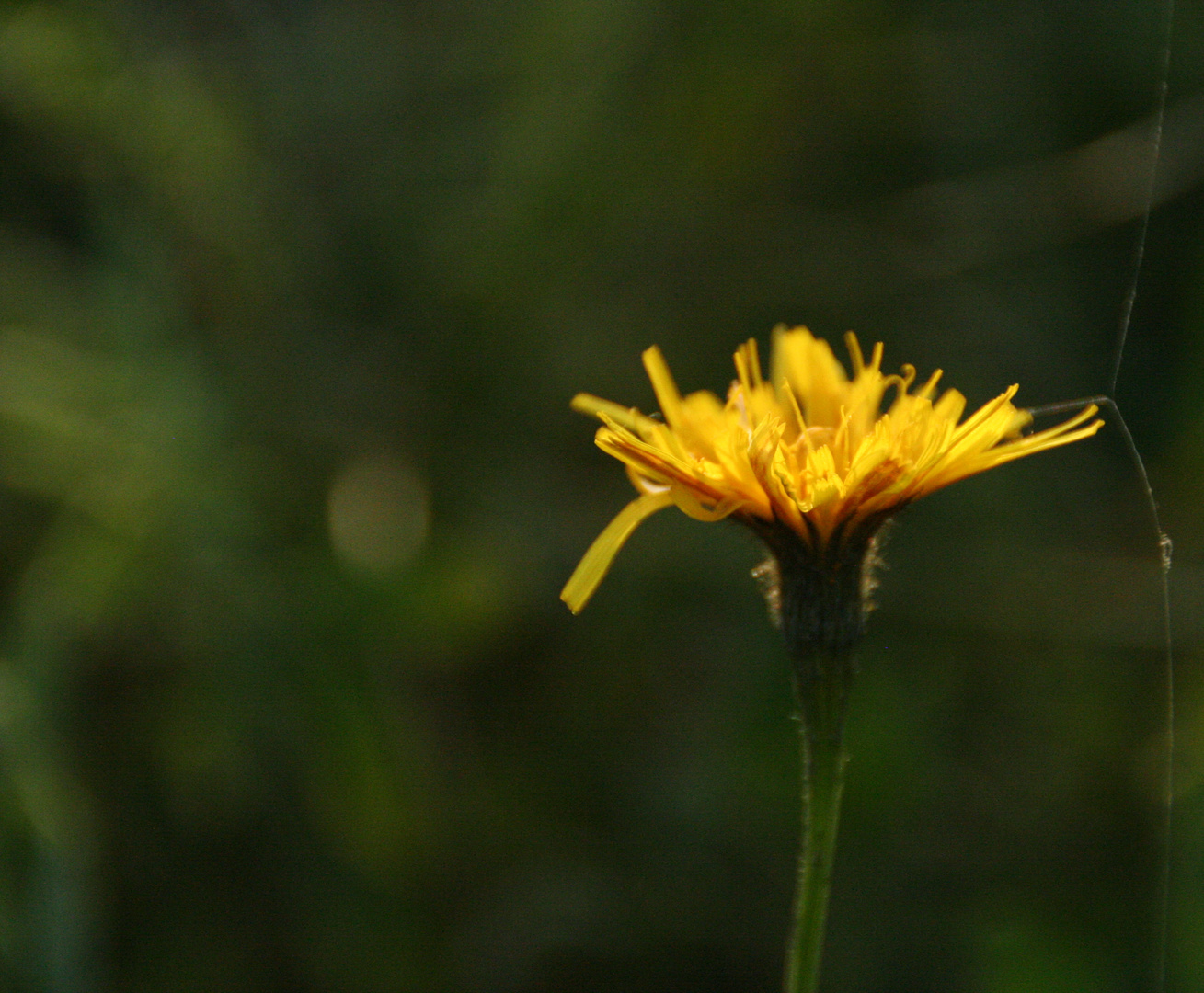 als noch sommer war ...