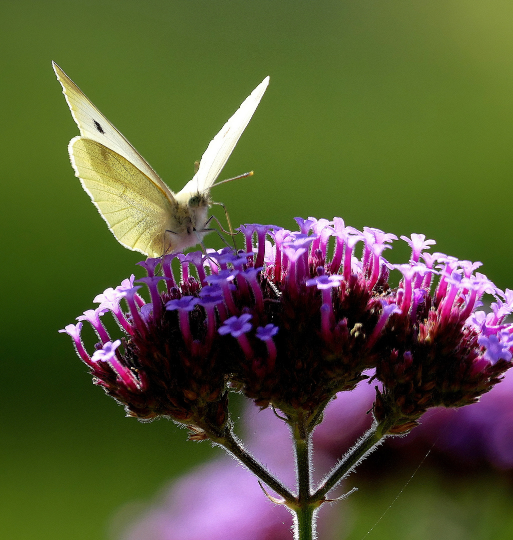 Als noch Sommer war...