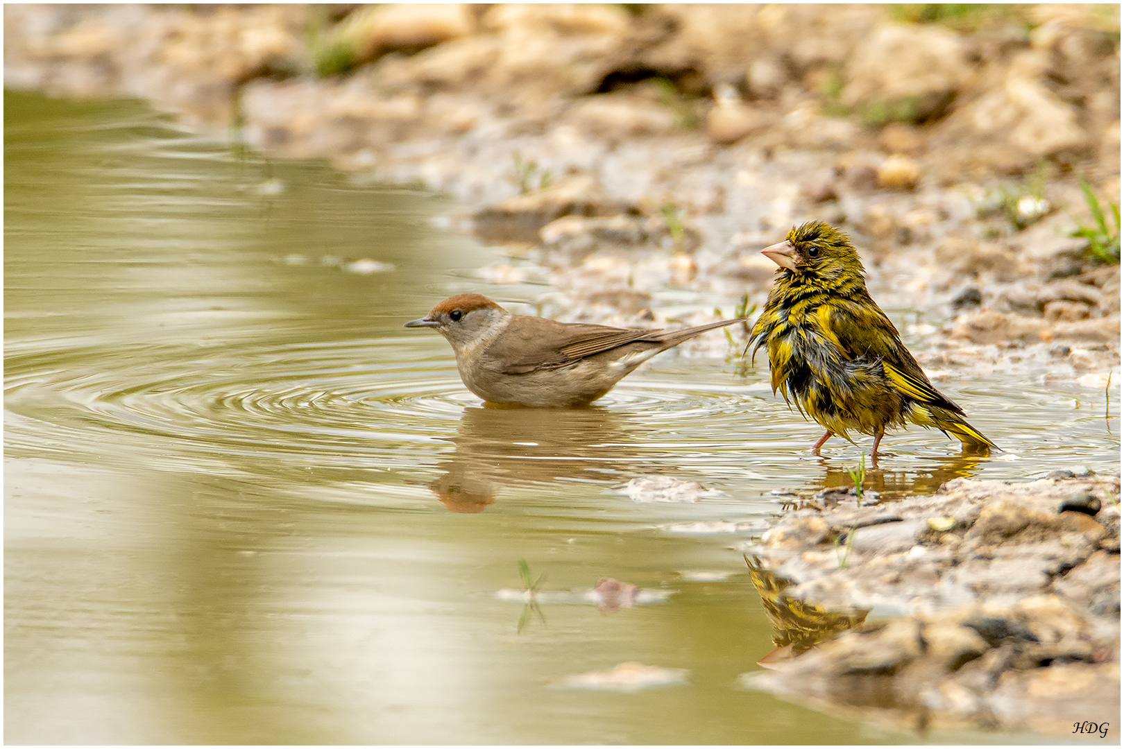 Als noch Wasser (4) ... 