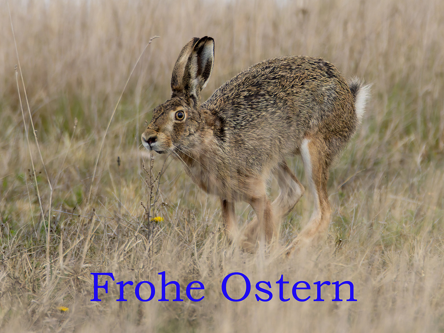 Als ob der Osterhase ...