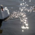 Als ob die beiden die glänzenden Sterne im Wasser bewundern