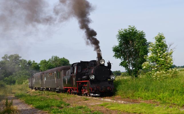 Als Ostergruß Holunderblüten statt Tulpen oder Osterglocken 