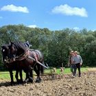 Als Pflügen noch Arbeit war ...