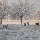 ...als plötzlich Schnee fiel