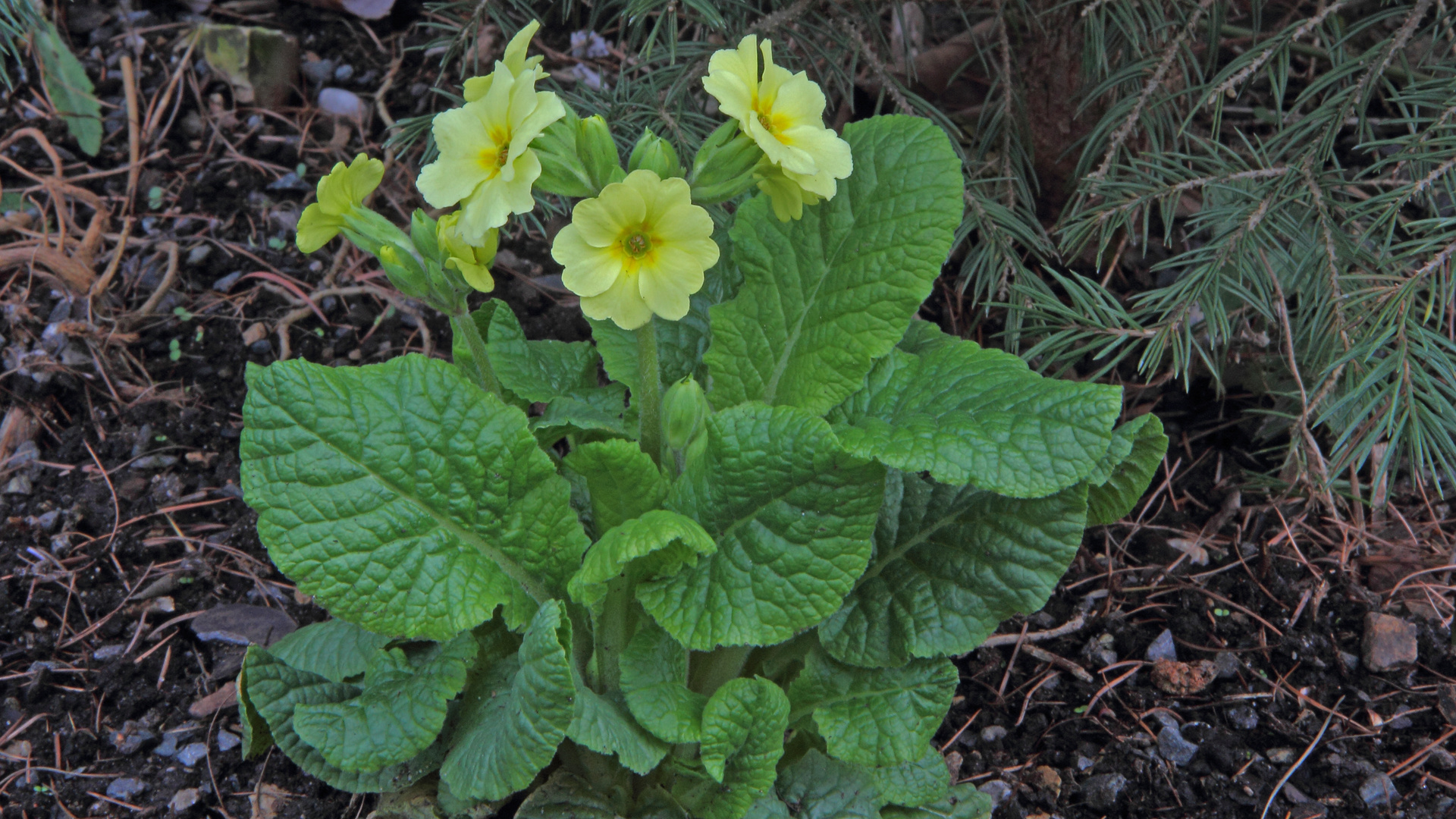 Als Primula veris - Echte Frühlingsschlüsselblume habe ich diese Pflanze...