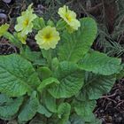 Als Primula veris - Echte Frühlingsschlüsselblume habe ich diese Pflanze...