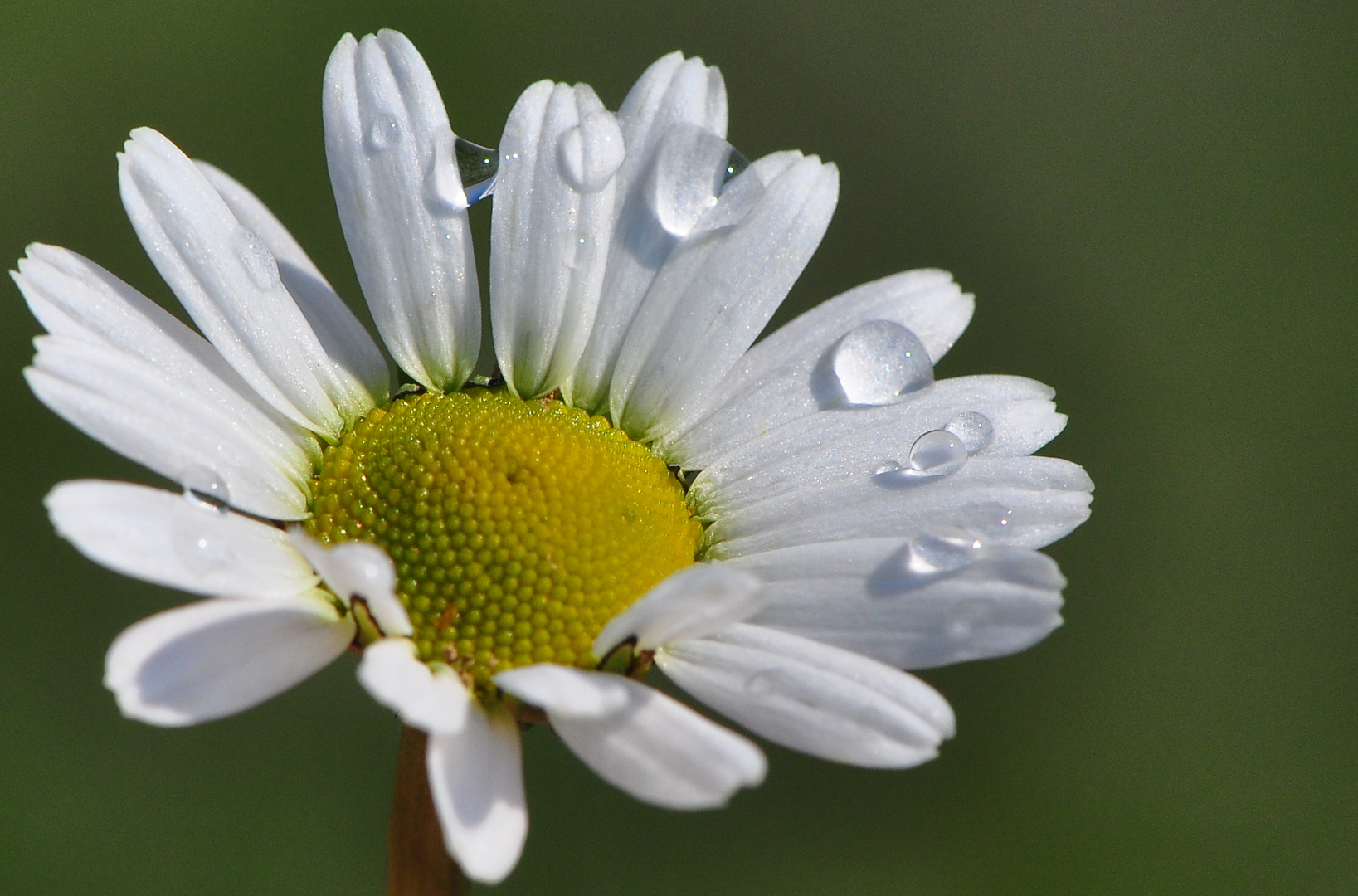 Als Regenschirmchen ..... 27) ....