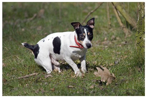 Als Rüde muss man kratzen!
