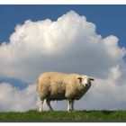 Als Schaf bin ich `ne Wolke!