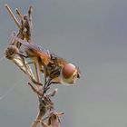 Als scheine sie Angst zuhaben bei . . .