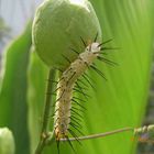 als Schmetterling noch schöner