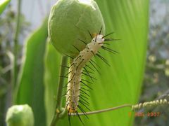 als Schmetterling noch schöner