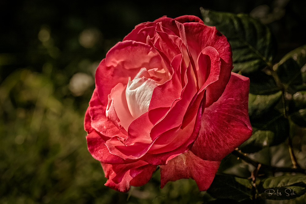 Als sich die Rose erhob,