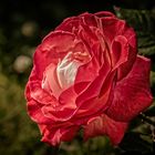 Als sich die Rose erhob,